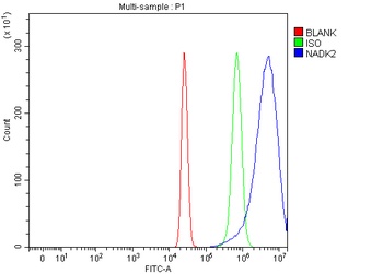 C5orf33/NADK2 Antibody 抗体，orb1