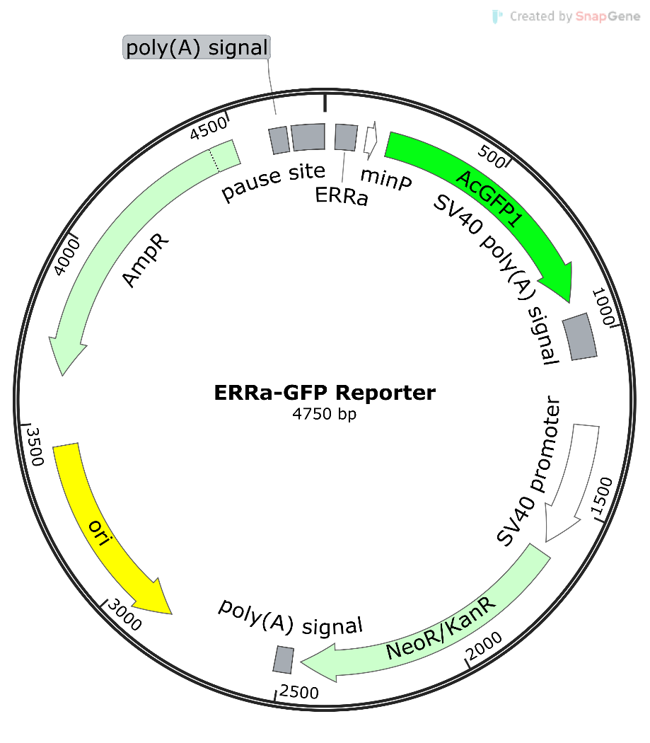 ERRα-GFP报告基因质粒