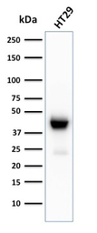 Cytokeratin 20 antibody [KRT20