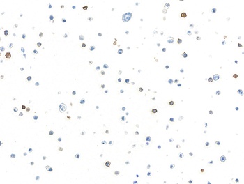 c-Kit Antibody 抗体，orb1733238，B