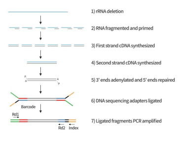 双模式RNA建库试剂盒(兼容Illumina和MGI)