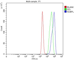 Anti-NUBPL Antibody 抗体，orb1786