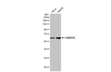 U2AF65 antibody [HL1583]