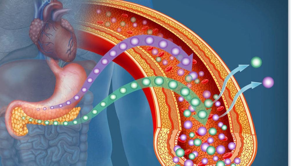 类器官代谢分析仪：实时监测小肠类器官的跨膜电阻值