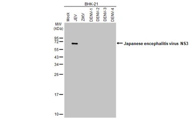 Japanese encephalitis virus NS