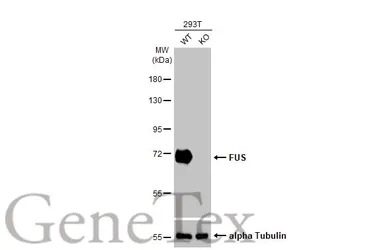 FUS antibody [HL2454]