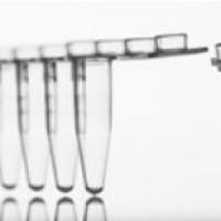 azenta 安升达一级签约代理商 4Ti-0792 8 孔 PCR 管条，带连体盖