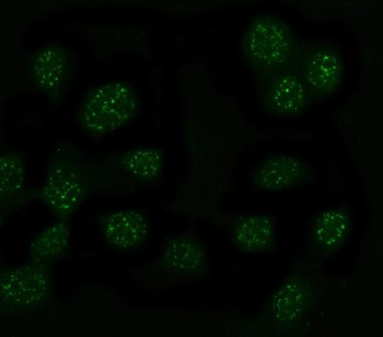 Anti-MYT1L Antibody 抗体，orb1786