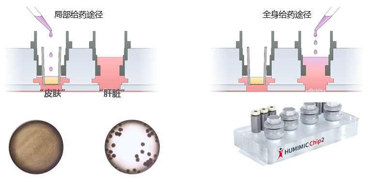 多类器官串联芯片培养技术
