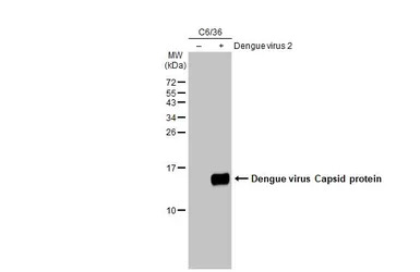 Dengue virus Capsid protein an