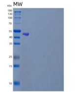 人肝配蛋白A4/EFNA4重组蛋白C-Fc-6His