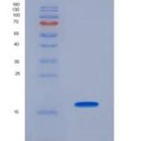 小鼠血小板衍生生长因子AA(PDGFAA)重组蛋白