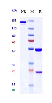 Anti-CXCL8 / IL-8 Reference An
