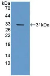 Mouse CES1g protein, His tag