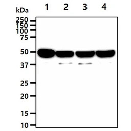 ENO1 + ENO2 antibody [AT1G7]