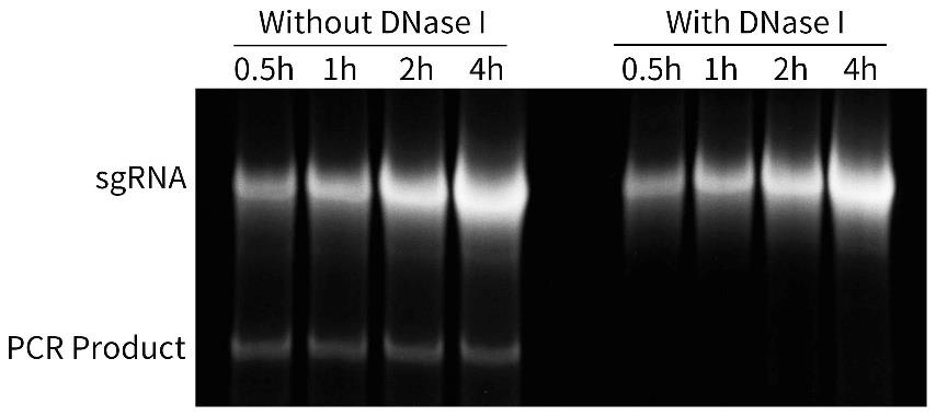 BeyoCRISPR™ Two-Step sgRNA Syn