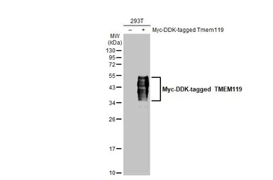 TMEM119 antibody [HL2627]