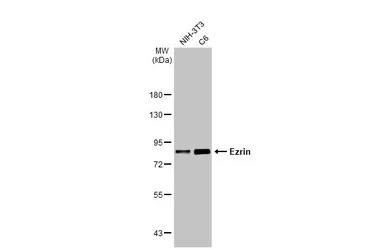 Ezrin antibody [HL2327]