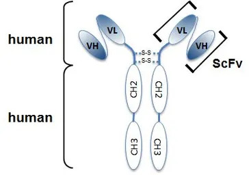 Angiopoietin 2 antibody [Angy-