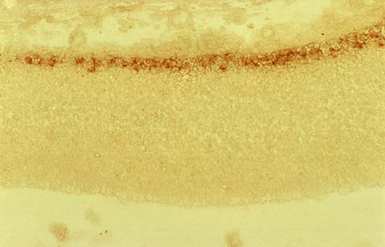 Reelin antibody [G10]