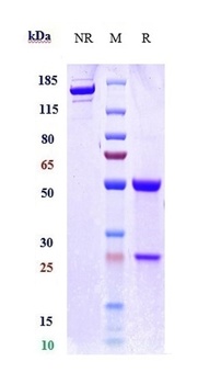 Anti-B7-H6 / NCR3LG1 Reference