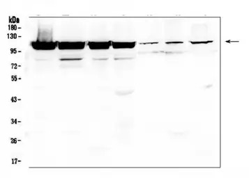 LONP1 antibody
