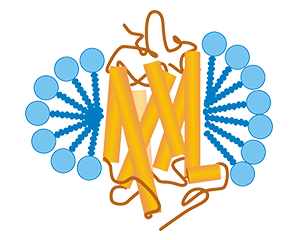 去垢剂技术平台