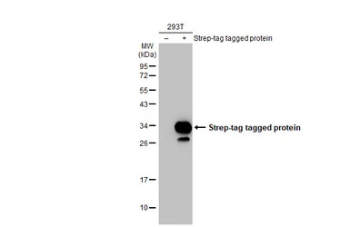Strep epitope Tag antibody [HL