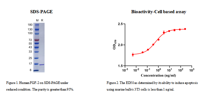 Recombinant Human FGF-4 Protei