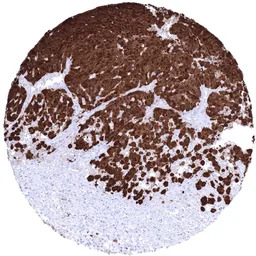 S100 beta antibody [MSVA-490R]