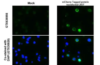 mCherry antibody [HL1482]