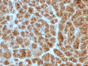 Elastase 3B antibody [CELA3B/1