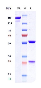 Anti-TSLP Reference Antibody 抗