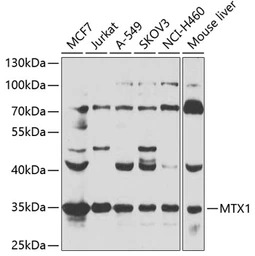 Metaxin-1 antibody