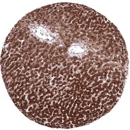 Arginase 1 antibody [MSVA-511R