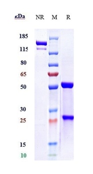 Anti-PCSK9 Reference Antibody 