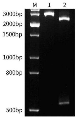 BeyoCRISPR™ Two-Step sgRNA Syn