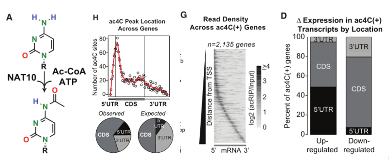 ac4C的结构及Ac4C peak在mRNA中的特征分布情况