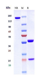 Anti-CXCR4 / CD184 Reference A