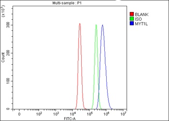 Anti-MYT1L Antibody 抗体，orb1786