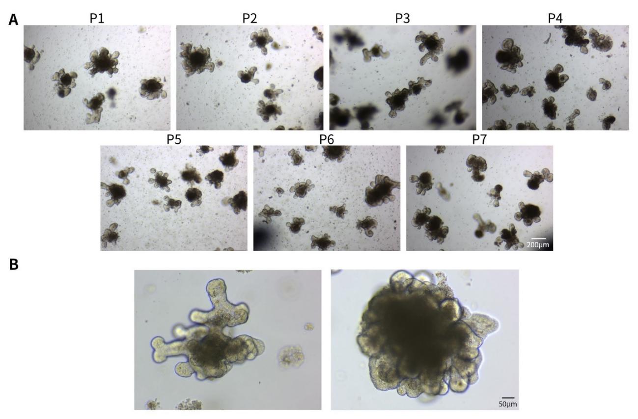 Matrix-Gel™基质胶(类器官用，不含酚红)