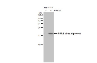 PRRS virus M protein antibody 