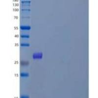 小鼠肌肉生长抑制素/MSTN/GDF-8重组蛋白C-6His
