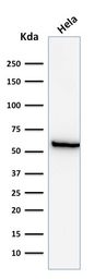 HSP60 antibody [GROEL/730]