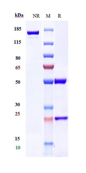 Anti-Amyloid Beta Reference An