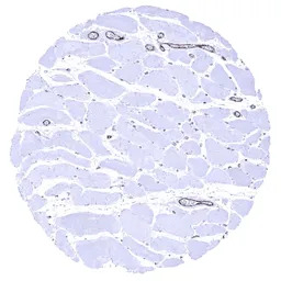 VWF antibody [MSVA-521R] Histo