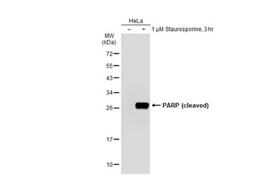 PARP (cleaved) antibody [GT118