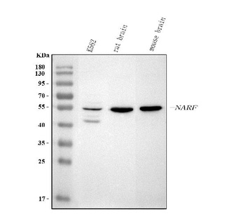 Anti-NARF Antibody 抗体，orb17438
