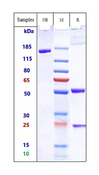 Anti-TCR Reference Antibody 抗体