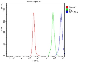 TMEM5/RXYLT1 Antibody 抗体，orb17